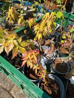 Acer Palmatum, Tuin en Terras, Planten | Tuinplanten, Ophalen, Bloeit niet, Overige soorten, Halfschaduw