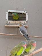Valkparkieten, Dieren en Toebehoren, Meerdere dieren, Parkiet, Tam
