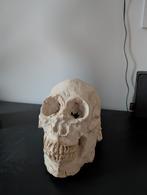 Schedel, Ophalen of Verzenden