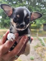 Chihuahua (mini), Dieren en Toebehoren, Honden | Chihuahua's en Gezelschapshonden, België, Particulier, Reu, 8 tot 15 weken