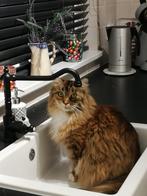 Maine Coone dame herplaatser, Dieren en Toebehoren, Katten en Kittens | Raskatten | Langhaar, Poes