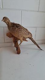 Mooie opgezette Fazant Taxidermie., Verzamelen, Ophalen of Verzenden, Zo goed als nieuw, Vogel, Opgezet dier