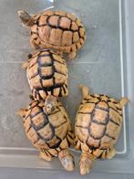 Testudo kleinmanni man, Hagedis