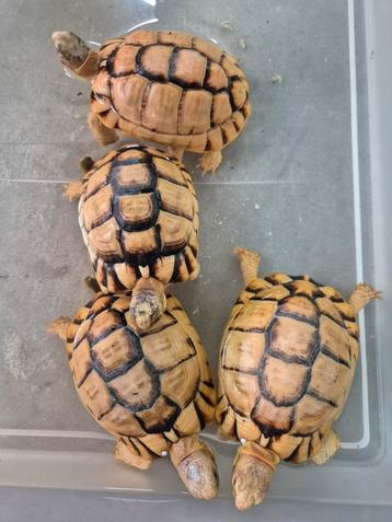 Testudo kleinmanni man beschikbaar voor biedingen