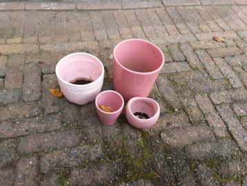 GRATIS Rose bloempotten beschikbaar voor biedingen