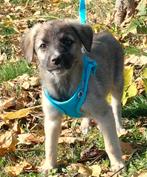 Reutje Levi zoekt familie puppy, Dieren en Toebehoren, Particulier, Rabiës (hondsdolheid), 15 weken tot 1 jaar, Reu