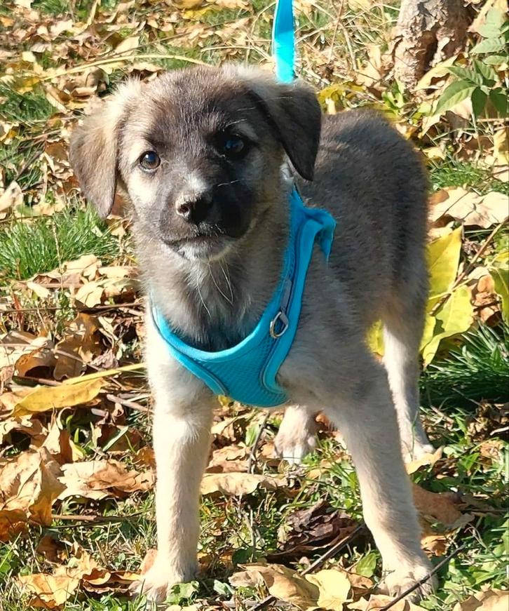 Reutje Levi zoekt familie puppy, Dieren en Toebehoren, Honden | Niet-rashonden, Klein, Reu, Particulier, Eén hond, Buitenland