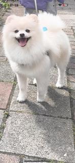 Reu pomeriaan, Dieren en Toebehoren, Honden | Poolhonden, Keeshonden en Oertypen, Particulier, Reu, 1 tot 2 jaar, Buitenland