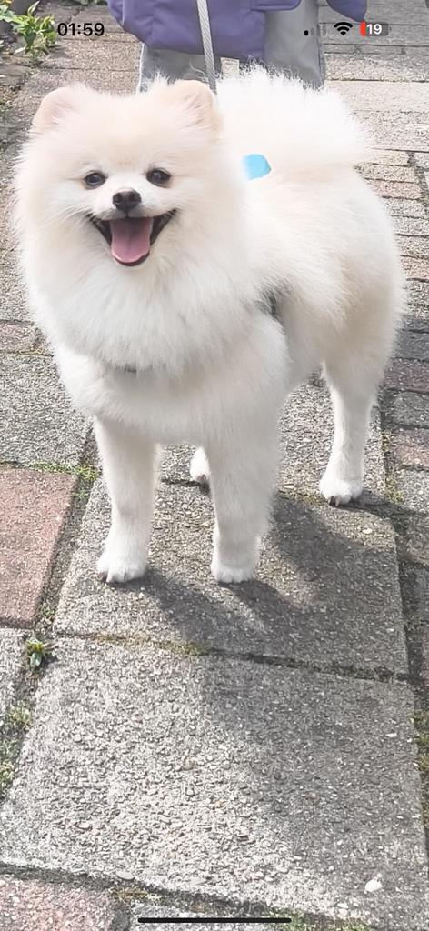 Reu pomeriaan, Dieren en Toebehoren, Honden | Poolhonden, Keeshonden en Oertypen, Reu, Keeshond, Particulier, Eén hond, Buitenland
