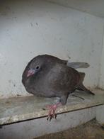 Mooie pieper gaditano x basterd, Mannelijk, Kropper