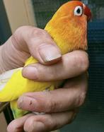 Schitterende agapornis fisheri opaline geel pastelino pop, Dieren en Toebehoren, Vrouwelijk, Dwergpapegaai of Agapornis, Geringd