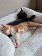 Twee lieve, speelse kittens vraagprijs is voor beide poesjes, Meerdere dieren, Kortharig, 0 tot 2 jaar