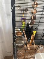 Grasparkiet Olie zoekt een nieuw huisje, Dieren en Toebehoren, Vogels | Parkieten en Papegaaien, Mannelijk, Parkiet