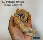 1.0 Banana Mojave Ghost NK24, Dieren en Toebehoren, Reptielen en Amfibieën, Slang
