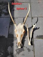 Grote Schedel Edelhert Spitser (2) met onderkaak taxidermie, Ophalen of Verzenden, Hert, Schedel
