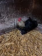 Cochin kriel, Dieren en Toebehoren, Pluimvee, Vrouwelijk, Kip