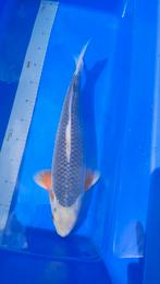 Koi karper Asagi, Dieren en Toebehoren, Karper of Koi