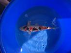 Sanke, Dieren en Toebehoren, Vissen | Vijvervissen, Karper of Koi