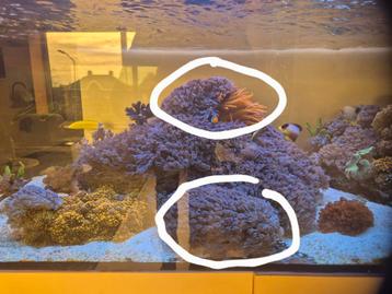 Xenia soft koraal groot! beschikbaar voor biedingen