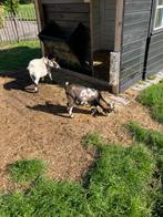 Dwerggeit bokje, Dieren en Toebehoren, Schapen, Geiten en Varkens, Mannelijk, Geit, 0 tot 2 jaar
