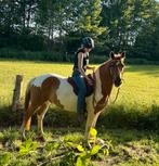 Ervaren recreative ruiter aangeboden‼️, Ophalen of Verzenden, Nieuw