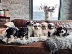 Australian shepherd x 25 % Berner Sennen pups, Dieren en Toebehoren, Honden | Herdershonden en Veedrijvers, Nederland, Meerdere