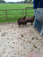 3 quessant ooien, Dieren en Toebehoren, Schapen, Geiten en Varkens, Vrouwelijk, Schaap