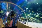 20% korting (max. 4 personen) entree SEALIFE Scheveningen, Drie personen of meer, Kortingskaart