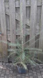 Europese Lariks Larix decidua 120/140cm lork naaldboom, Ophalen, Volle zon, Overige soorten, Minder dan 100 cm