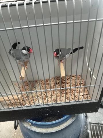 Koppel bonte rijstvogels  beschikbaar voor biedingen