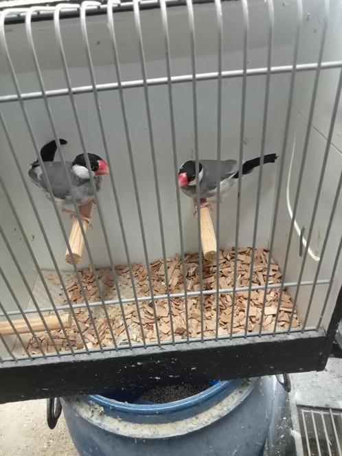 Koppel bonte rijstvogels, Dieren en Toebehoren, Vogels | Overige Vogels, Tropenvogel, Meerdere dieren