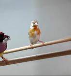 Putter x sijs, Dieren en Toebehoren, Vrouwelijk, Wildzangvogel, Geringd