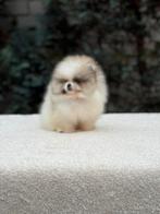 Pomeriaan reutje mini, Dieren en Toebehoren, Particulier, 15 weken tot 1 jaar, Reu, Buitenland