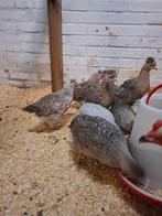 Creamlegnar hennetjes, Dieren en Toebehoren, Vrouwelijk, Kip