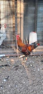 Welsumer kriel haan, Dieren en Toebehoren, Pluimvee, Meerdere dieren, Kip