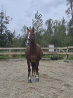 Lieve Freiberger ruin te koop, Dieren en Toebehoren, Paarden, Gechipt, Ruin, 11 jaar of ouder, Recreatiepaard