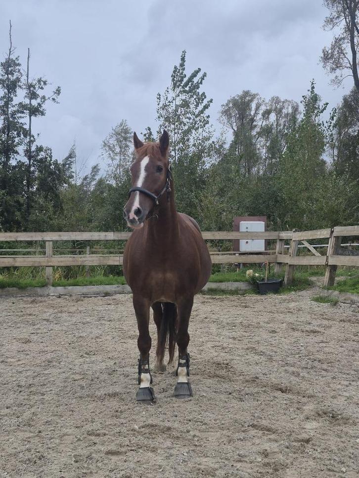 Lieve Freiberger ruin te koop, Dieren en Toebehoren, Paarden, Ruin, 165 tot 170 cm, 11 jaar of ouder, Recreatiepaard, Met stamboom