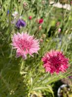 Korenbloem zaad, Ophalen of Verzenden, Volle zon