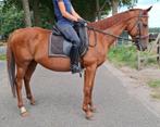 Brave 9 jr E pony-1,55(recreatie-manege-sport), Dieren en Toebehoren, Pony's, L, 7 tot 10 jaar, Recreatiepony, Merrie