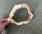 Haaienkaak taxidermie kaak haai, Ophalen of Verzenden, Zo goed als nieuw, Opgezet dier
