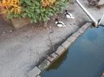 Koppel bergeenden, Dieren en Toebehoren, Pluimvee, Meerdere dieren, Eend