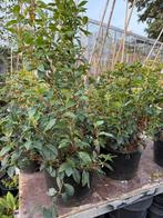 Vinurnum tinus grote plsnt zomer en wintrrgroen in bloei, Vaste plant, Halfschaduw, Herfst, Ophalen