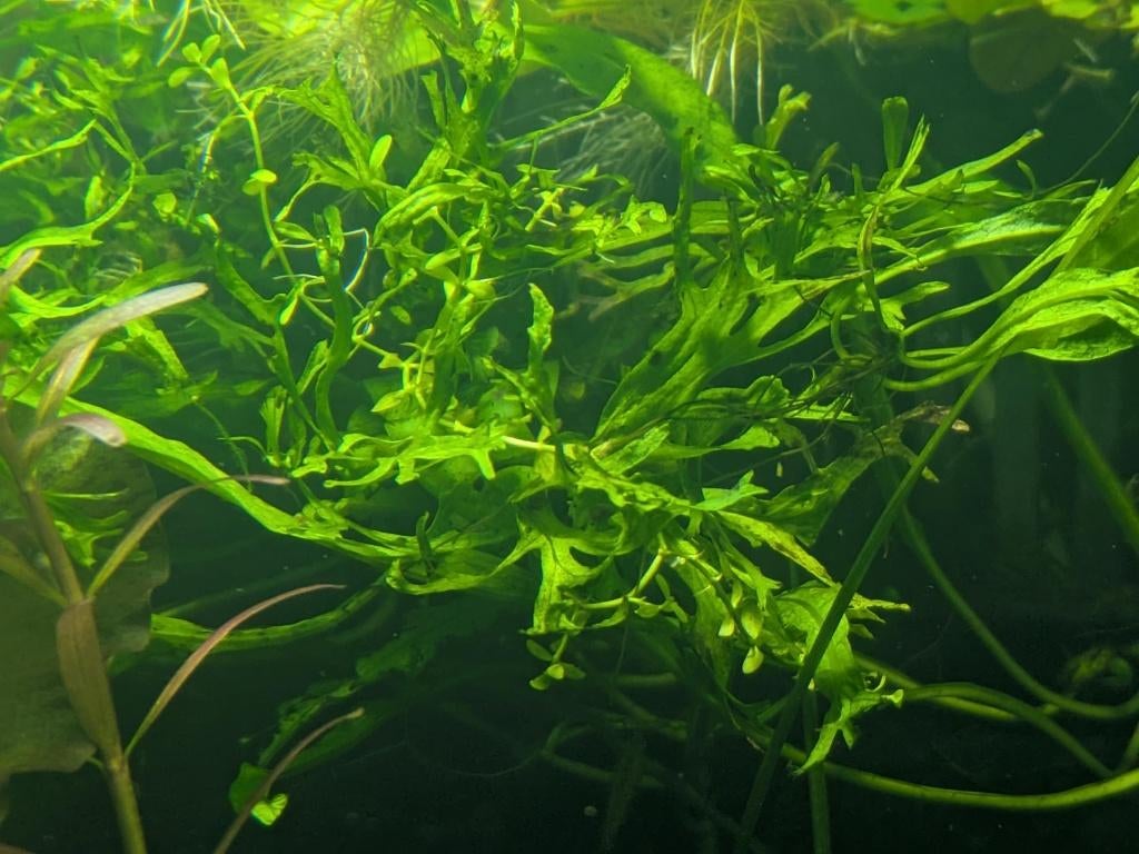 Javavaren Willow (Microsorum windelov), Dieren en Toebehoren, Vissen | Aquaria en Toebehoren, Ophalen of Verzenden, Nieuw, Plant(en), Steen of Hout