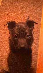 Nog 2 prachtige pitbull reutjes! Mogen nest verlaten, 8 tot 15 weken, Meerdere, Meerdere dieren, Nederland