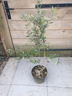 olea europaea olijf 2, Tuin en Terras, Lente, 100 tot 250 cm, Olijfboom, Ophalen
