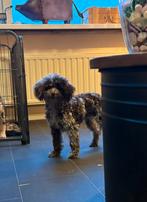 Choco merle toy poedel teefje 7 mnd, Poedel, 15 weken tot 1 jaar, CDV (hondenziekte), Teef