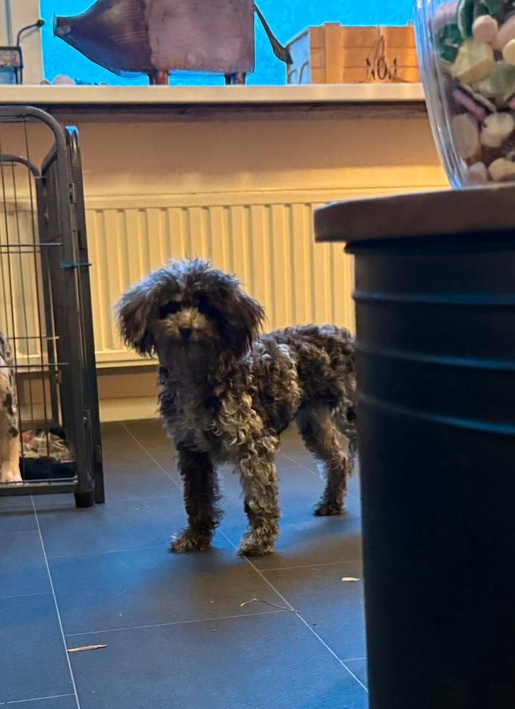 Choco merle toy poedel teefje 7 mnd, Dieren en Toebehoren, Honden | Chihuahua's en Gezelschapshonden, Teef, Poedel, Particulier