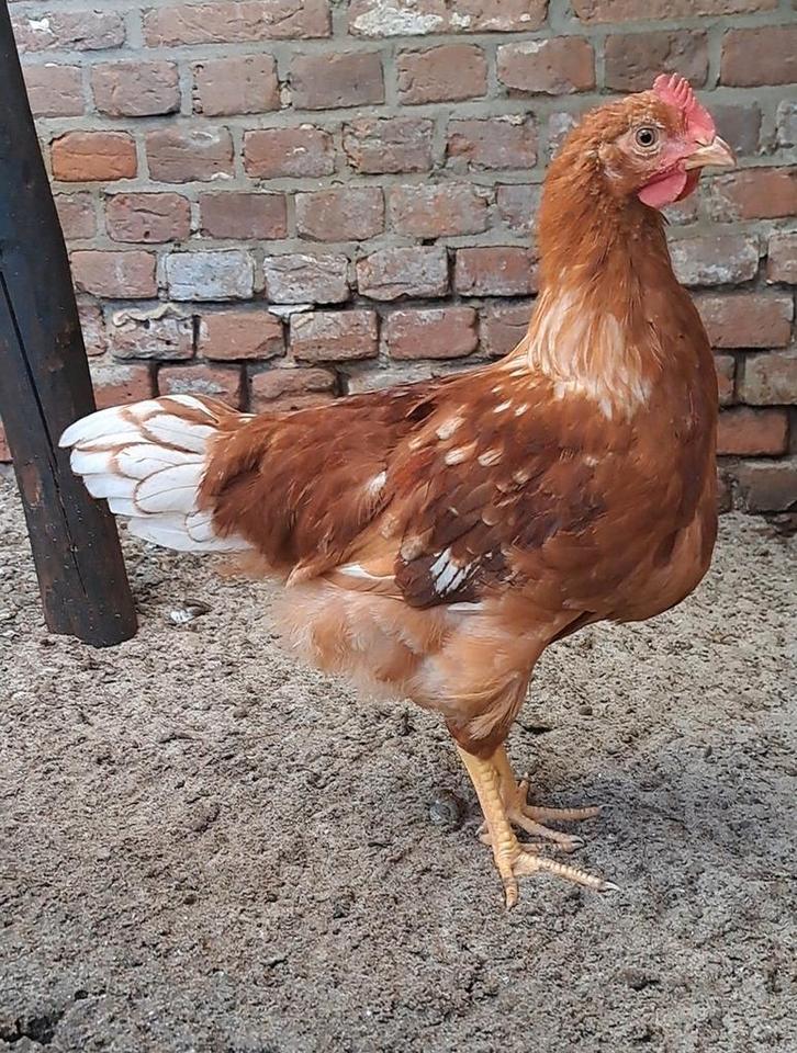 Mooie roodbonte haan van 25-7-25, kruising legkip x welsumer, Dieren en Toebehoren, Pluimvee, Kip, Mannelijk