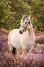 7 jarige Fjordenmerrie, Dieren en Toebehoren, Paarden, Merrie, Minder dan 160 cm, Gechipt, Zadelmak