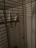 2 valkparkieten, Meerdere dieren, Parkiet